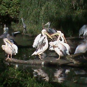 pelican enclosure 030910