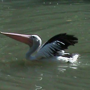 australian pelican? 030910