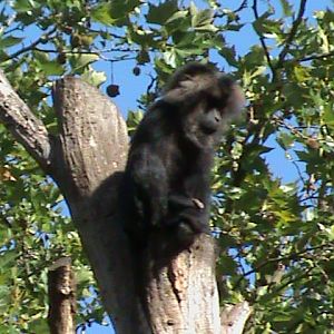 lion-tailed macaque 030910