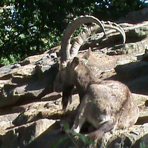 siberian ibex 030910