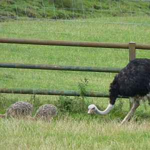 Gavin the Ostrich and Chicks