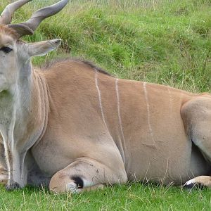 Eland