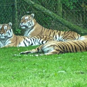 Sondari, Sauri and Shevtli the Amur Tigers