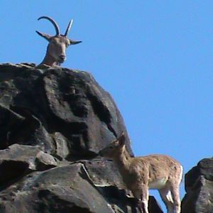 siberian ibex 030910