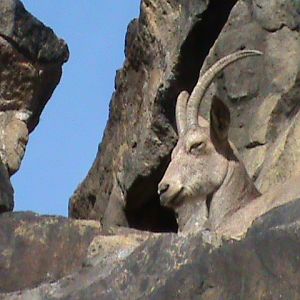 siberian ibex 030910