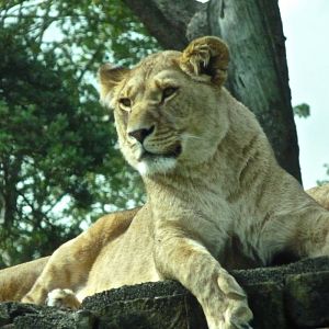 Lioness