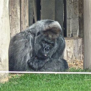 Nico the Western Lowland Gorilla