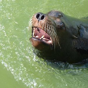 Buster the Sea Lion