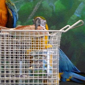 Shopping Macaw