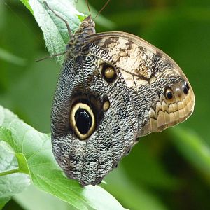 Owl Butterfly