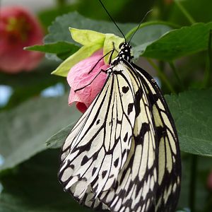 Swallowtail Butterfly