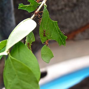 Leaf-Cutter Ants