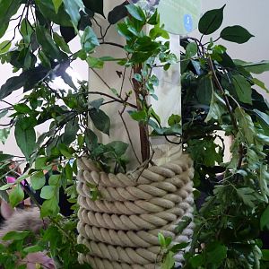 Stick Insect Exhibit