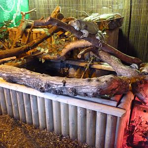 Iguana/Tortoise/Armadillo Exhibit