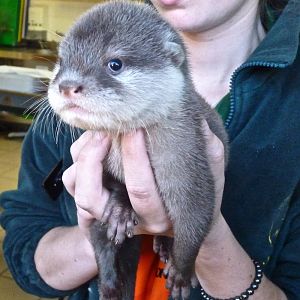 Short-Clawed Otter Cub