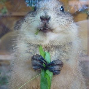 Prairie Dog