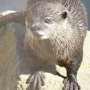 Asian Short-Clawed Otter