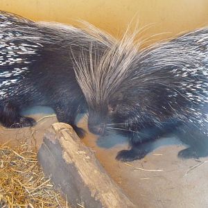 Crested Porcupines