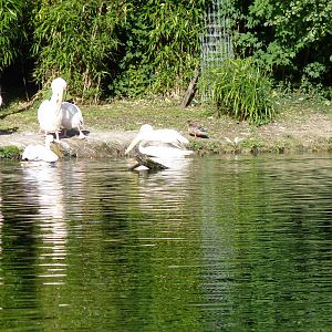 Eastern White Pelicans