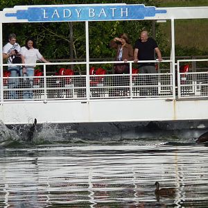 Sea Lions and the Lady Bath