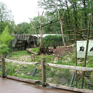 Mixed Bear and Binturong Exhibit in Burgers Rimba at Burgers Zoo Arnhem, 29
