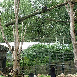 Mixed Bear and Binturong Exhibit in Burgers Rimba at Burgers Zoo Arnhem, 29