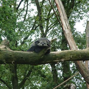 Binturong in Burgers Rimba at Burgers Zoo Arnhem, 29/08/10