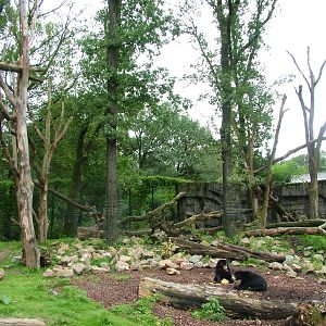Mixed Bear and Binturong Exhibit in Burgers Rimba at Burgers Zoo Arnhem, 29
