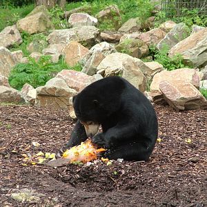 Malayan Sun Bear at Burgers Zoo Arnhem, 29/08/10