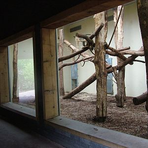 Mixed Bear and Binturong Exhibit in Burgers Rimba at Burgers Zoo Arnhem, 29