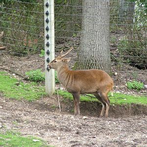 Hog Deer at Burgers Zoo Arnhem, 29/08/10
