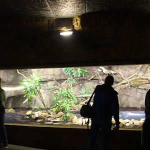 Python Exhibit in Burgers Rimba at Burgers Zoo Arnhem, 29/08/10