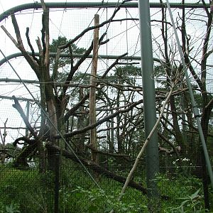 Gibbon/Langur Outdoor Exhibit at Burgers Zoo Arnhem, 29/08/10