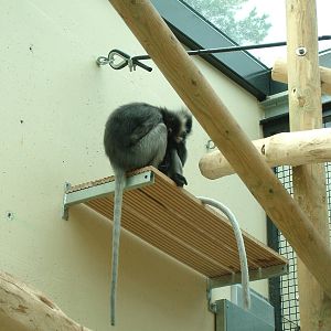 Spectacled Langurs in Burgers Rimba at Burgers Zoo Arnhem, 29/08/10