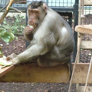 Southern Pig-tailed Macaque in Burgers Rimba at Burgers Zoo Arnhem, 29/08/1