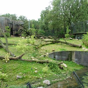 Tiger Exhibit in Burgers Rimba at Burgers Zoo Arnhem, 29/08/10