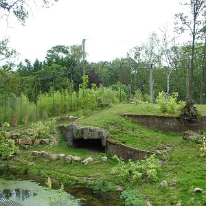 Tiger Exhibit in Burgers Rimba at Burgers Zoo Arnhem, 29/08/10