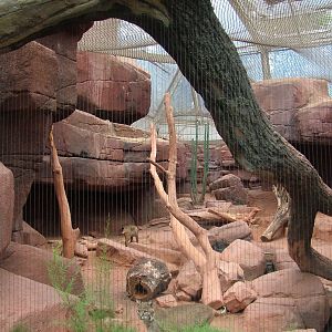 Bobcat Exhibit in Burgers Desert at Burgers Zoo Arnhem, 29/08/10
