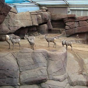 Bighorn Exhibit in Burgers Desert at Burgers Zoo Arnhem, 29/08/10