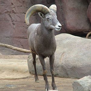 Californian Bighorn Sheep in Burgers Desert at Burgers Zoo Arnhem, 29/08/10