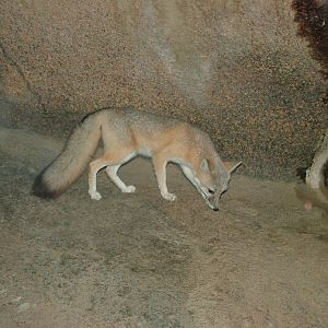 Swift Fox in Burgers Desert at Burgers Zoo Arnhem, 29/08/10