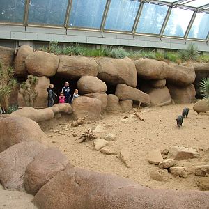 Peccary Exhibit in Burgers Desert at Burgers Zoo Arnhem, 29/08/10