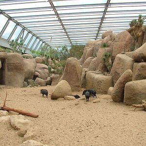 Peccary Exhibit in Burgers Desert at Burgers Zoo Arnhem, 29/08/10
