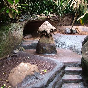 Aardvark Exhibit in Burgers Bush at Burgers Zoo Arnhem, 29/08/10