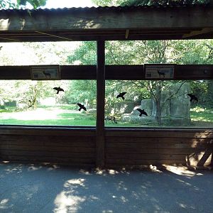 African Wild Dog Exhibit