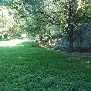 African Wild Dog Exhibit