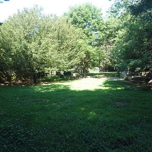 African Wild Dog Exhibit