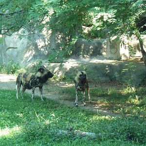African Wild Dogs