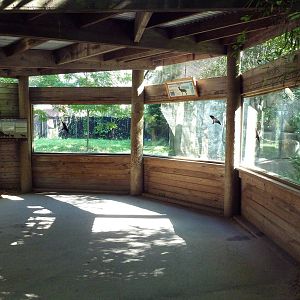 African Wild Dog Exhibit