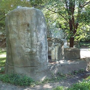 African Wild Dog Exhibit